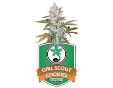 semi-di-cannabis-autofiorenti-girl-scout-cookies