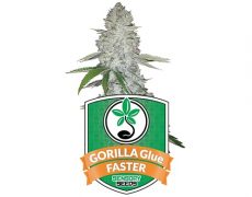 semi-di-cannabis-autofiorenti-gorilla-glue-faster