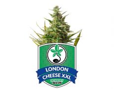 semi-di-cannabis-autofiorenti-london-cheese