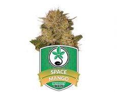 semi-di-cannabis-autofiorenti-space-mango