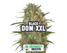 Infiorescenza resinosa della varietà Black Dom XXL di Sensoryseeds 