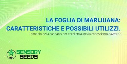 Le caratteristiche e gli utilizzi della foglia di marijuana