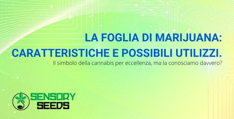 Le caratteristiche e gli utilizzi della foglia di marijuana