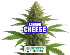 Infiorescenza resinosa della varietà London Cheese di Sensoryseeds