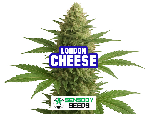 Infiorescenza resinosa della varietà London Cheese di Sensoryseeds