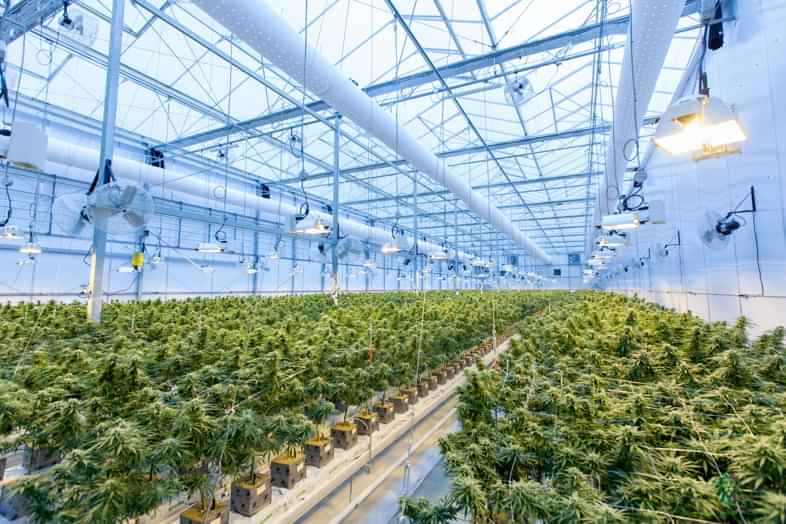 Piante di cannabis coltivate indoor