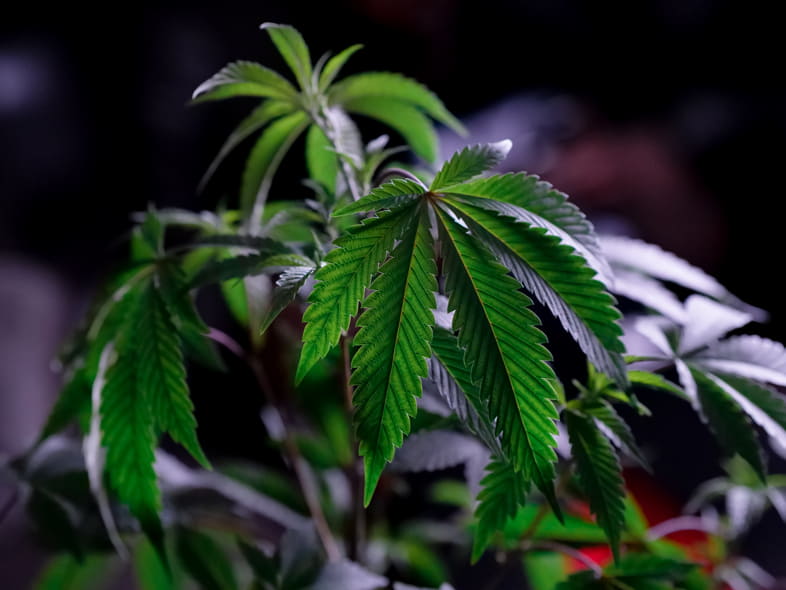 Una pianta di cannabis sana che non ha subito l'attacco dei tripidi