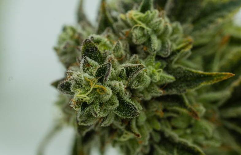 Il potenziale terapeutico del pinene della cannabis