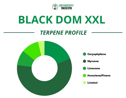 Grafico a torta del profilo terpenico della varietà Black Dom XXL