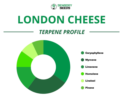 Grafico a torta del profilo terpenico della varietà London Cheese