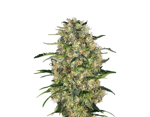 semi-di-cannabis-autofiorenti-black-dom-xxl
