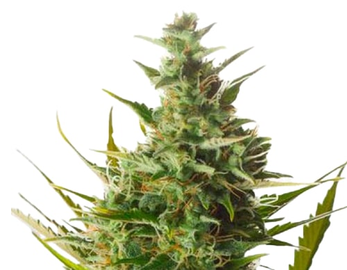 semi-di-cannabis-autofiorenti-london-cheese
