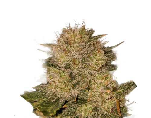 semi-di-cannabis-autofiorenti-space-mango