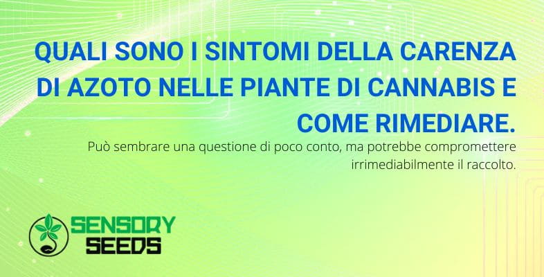 I sintomi e i rimedi per la carenza di azoto nella pianta di cannabis