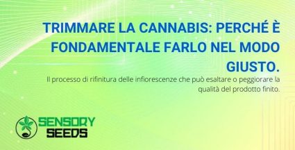 L'importanza di trimmare la cannabis