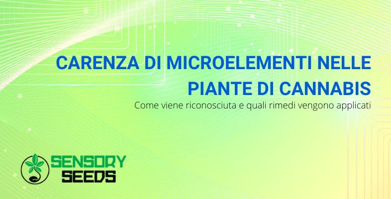 Carenza di microelementi nelle piante di cannabis