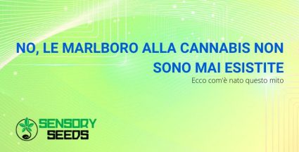 Marlboro alla cannabis