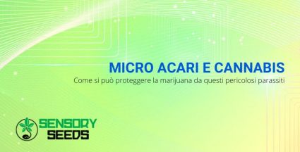 Micro acari della cannabis