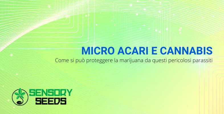 Micro acari della cannabis