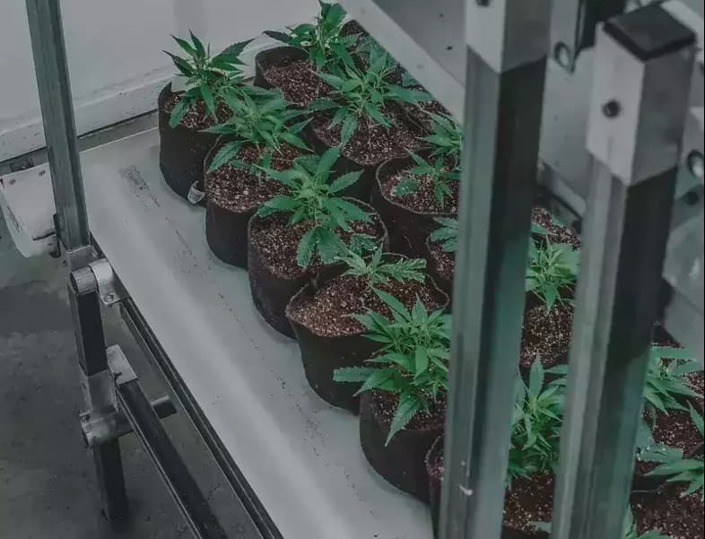 Vasetti con piantine di cannabis coltivate all'interno
