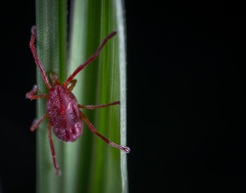 Ragnetto rosso della canapa