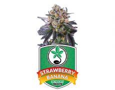 semi-di-cannabis-strawberry-banana