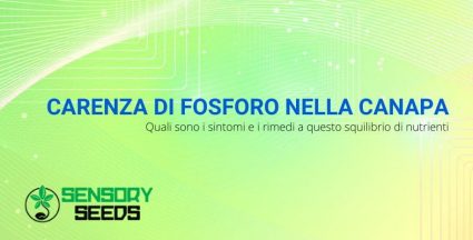 I sintomi e rimedi per la carenza di fosforo nella canapa