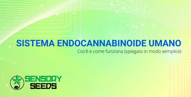 Sistema endocannabinoide umano