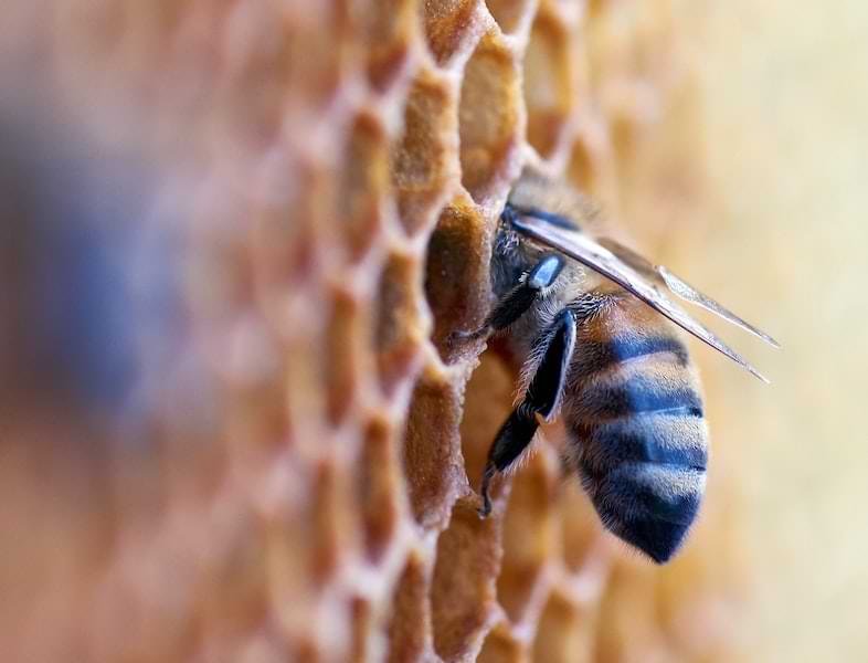 Il miele di canapa sativa non esiste