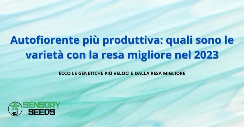 Autofiorente più produttiva: quali sono le varietà con la resa migliore nel 2023