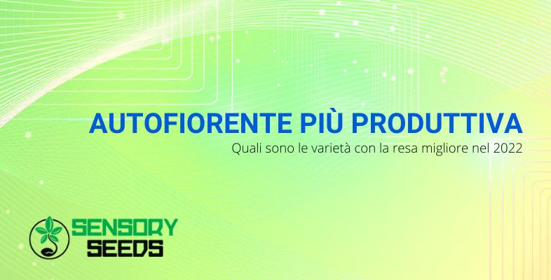 Autofiorente più produttiva