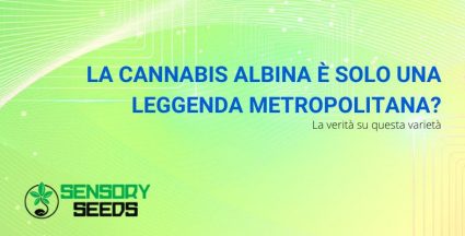 cannabis albina