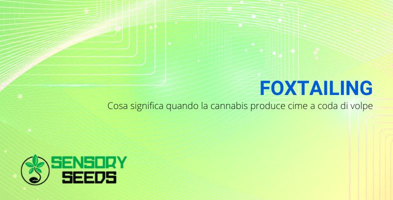 Cosa significa foxtailing