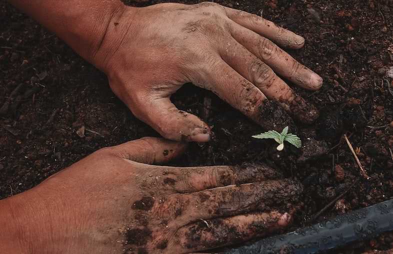 La coltivazione della cannabis può essere outdoor o indoor