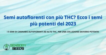 Semi autofiorenti con più THC? Semi più potenti del 2023