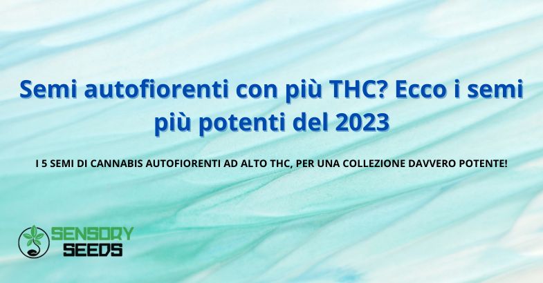 Semi autofiorenti con più THC? Semi più potenti del 2023