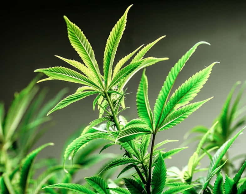 Il CBDA è presente nella pianta di cannabis che non ha subito trattamenti