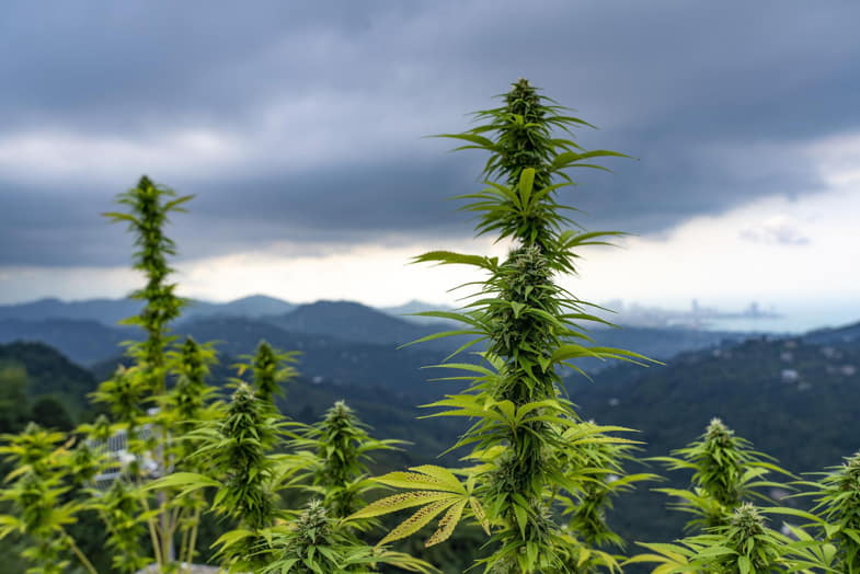 Un campo di marijuana