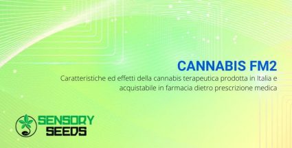 Caratteristiche ed effetti della cannabis terapeutica FM2