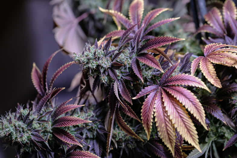 Cannabis viola con foglie ingiallite