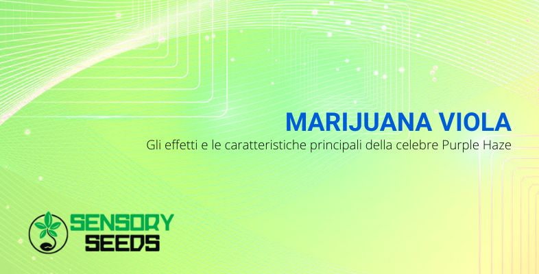 Gli effetti e le caratteristiche della marijuana viola Purple Haze