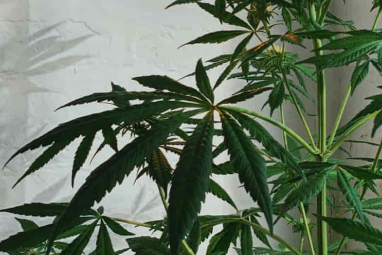 Pianta di cannabis maschio