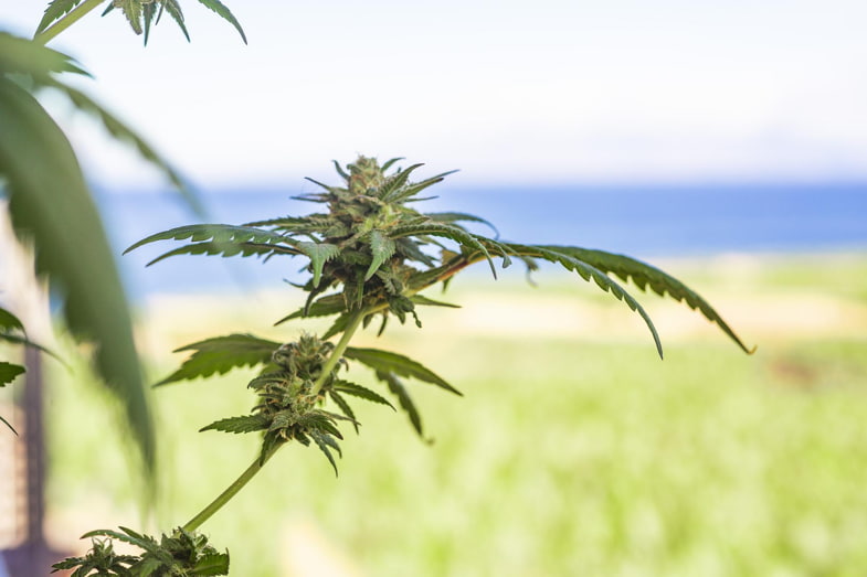 Una pianta di cannabis