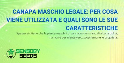 Le proprietà e gli utilizzi della pianta di cannabis maschio