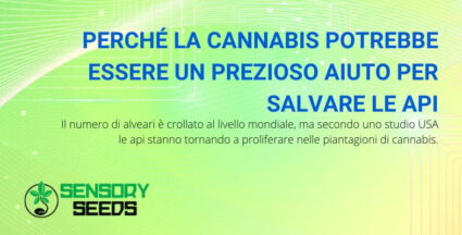 La cannabis può essere davvero un aiuto per le api?