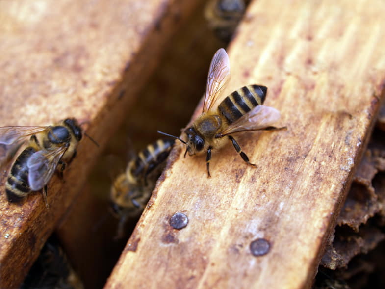 A causa del riscaldamento globale c'è stata una drastica diminuzione delle api