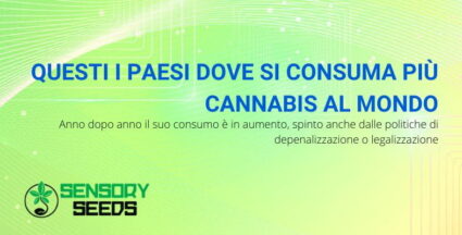 Paesi nel mondo dove si consuma più cannabis