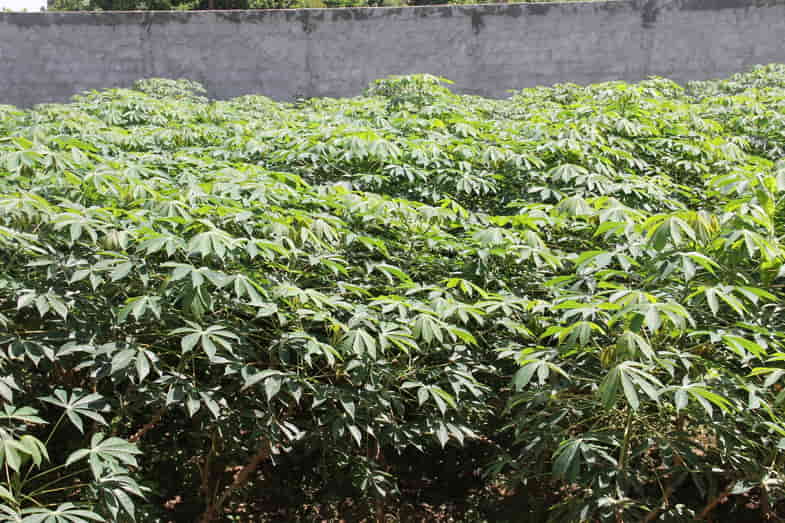 La pianta di manioca assomiglia alla cannabis
