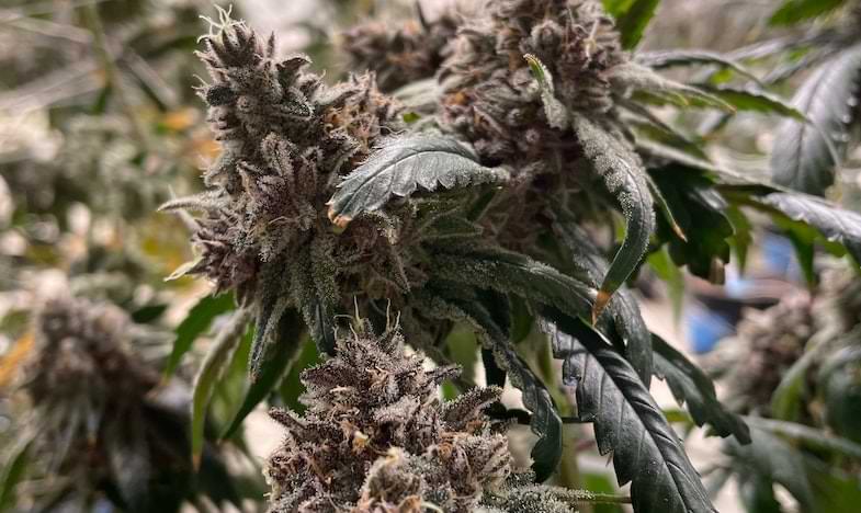 breeding cannabis | Sensory Seeds