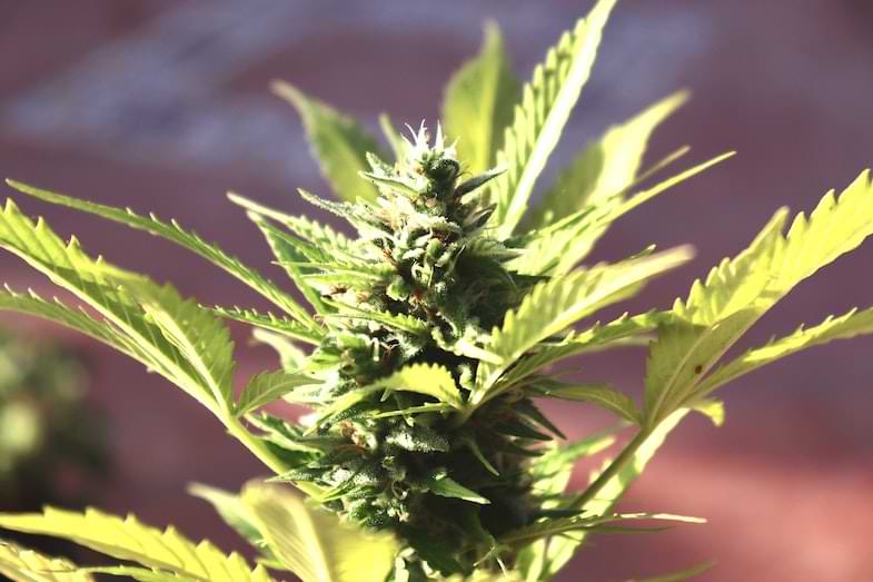 interazione tra CBD e THC | Sensory Seeds